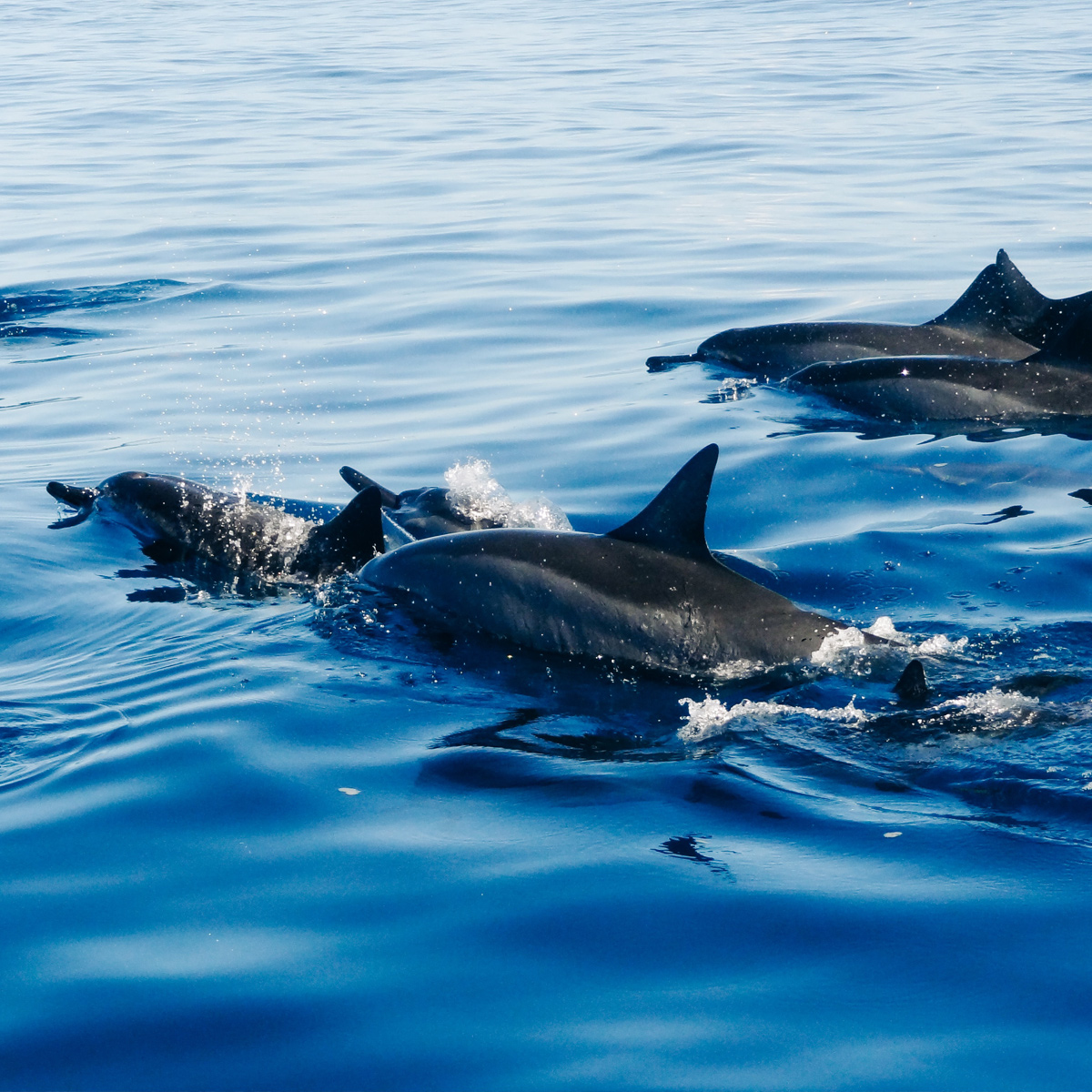 Dolphins Watching Tour